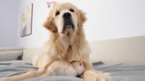 Unbelievable! Dog Shows Loving Care For Kitten!