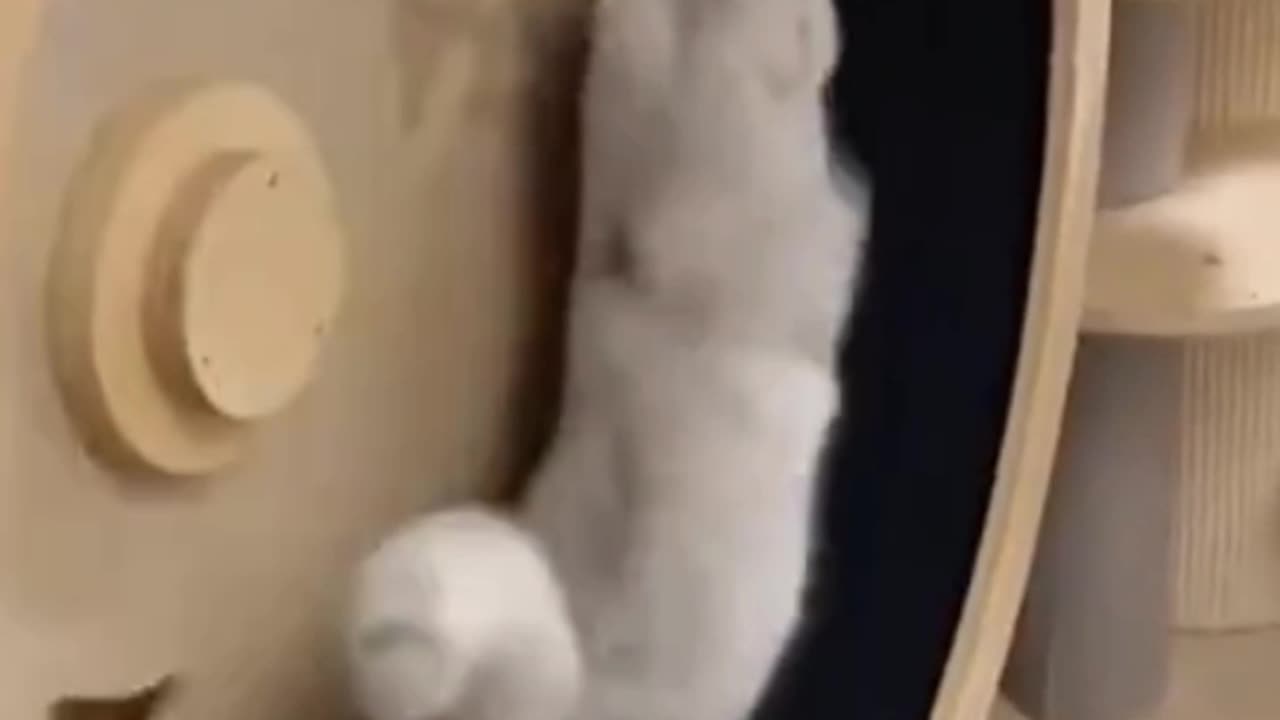 "Hilarious Cat Pranks Compilation"