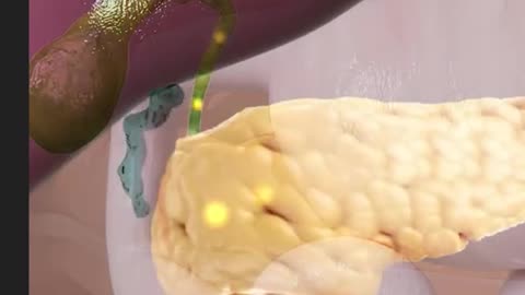 How Human Body Turns Food Into Body Fat 3D Animation