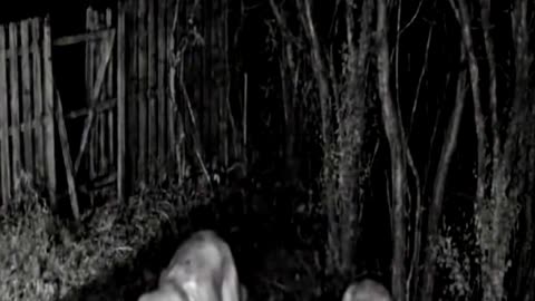 Something Forced Them to Retreat #cctv #cctvfootage #mountainlion #nightvision #territorialconflict
