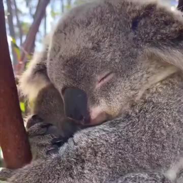 Mother’s love and affection