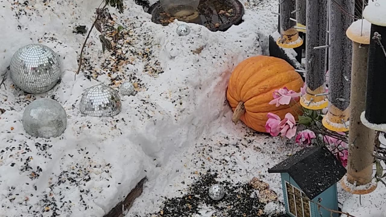 We are getting closer to a bird riot every day.