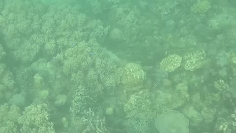Snorkeling Morning!!