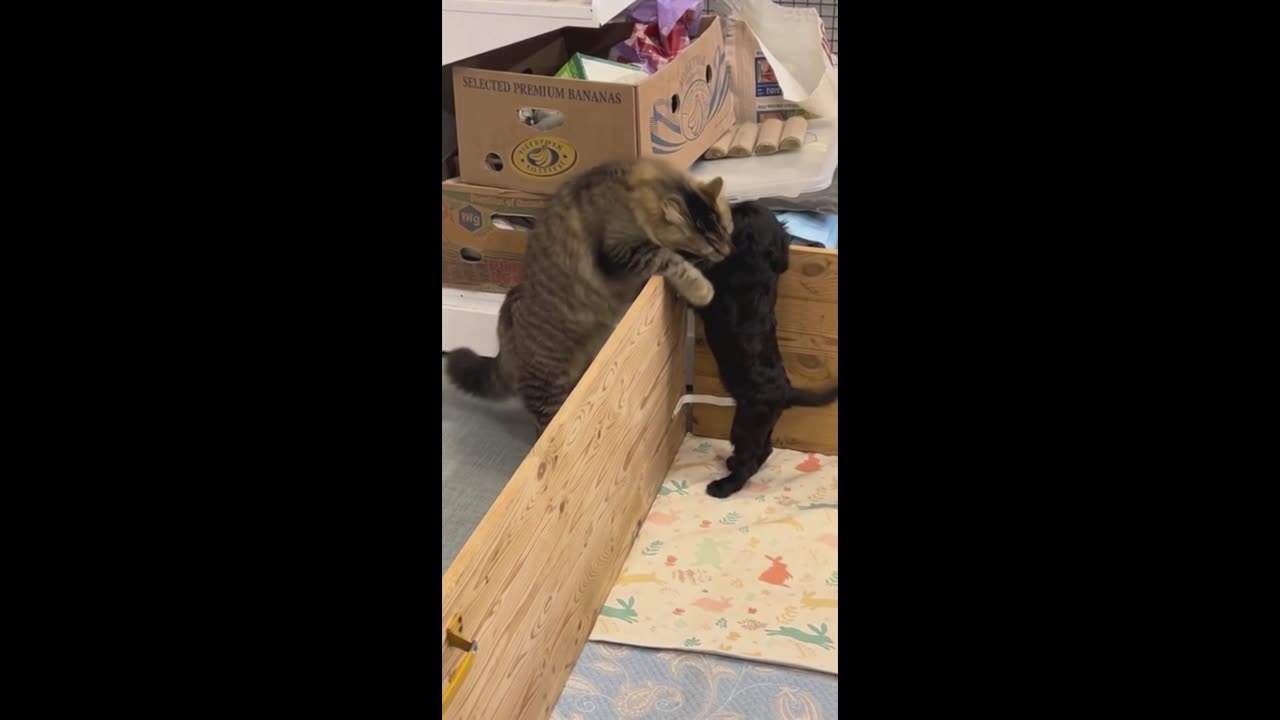 HELPING TO ESCAPE
