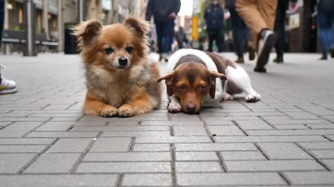 Double Trouble: Billy and Sol’s Most Chaotic Dog Moments