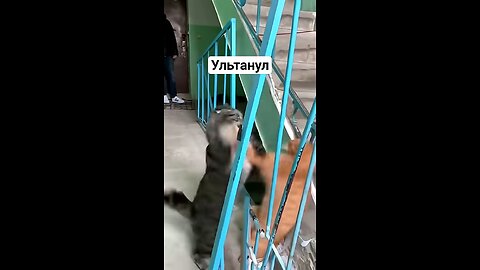 КОТ ПСИХАНУЛ / Cat Fight in Russia #cat #fight #funny