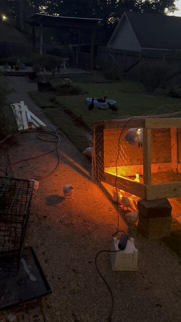 Late night with chicks