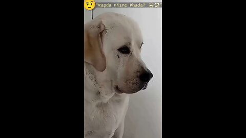 “Doggi Ki Shaitani!”😂🐶