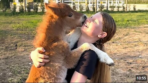 Animals Are The CUTEST in the World 🤣 Funny Animals Videos 2025