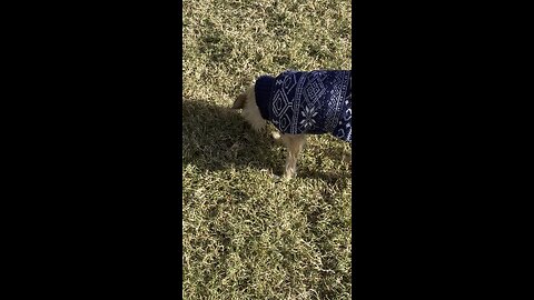 Clemson video of the day