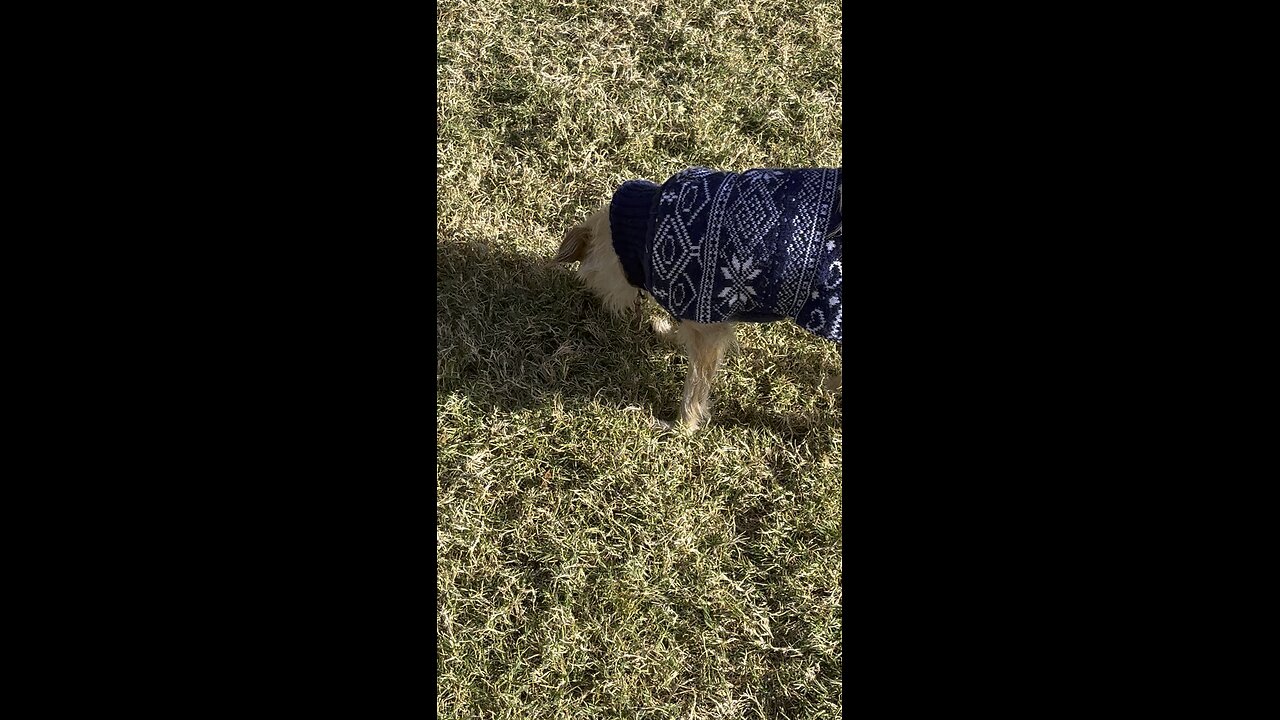 Clemson video of the day