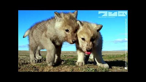 Robotic Wolf hangs out with Wolf Cubs at Den