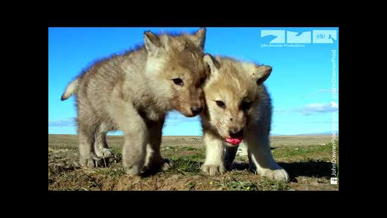 Robotic Wolf hangs out with Wolf Cubs at Den