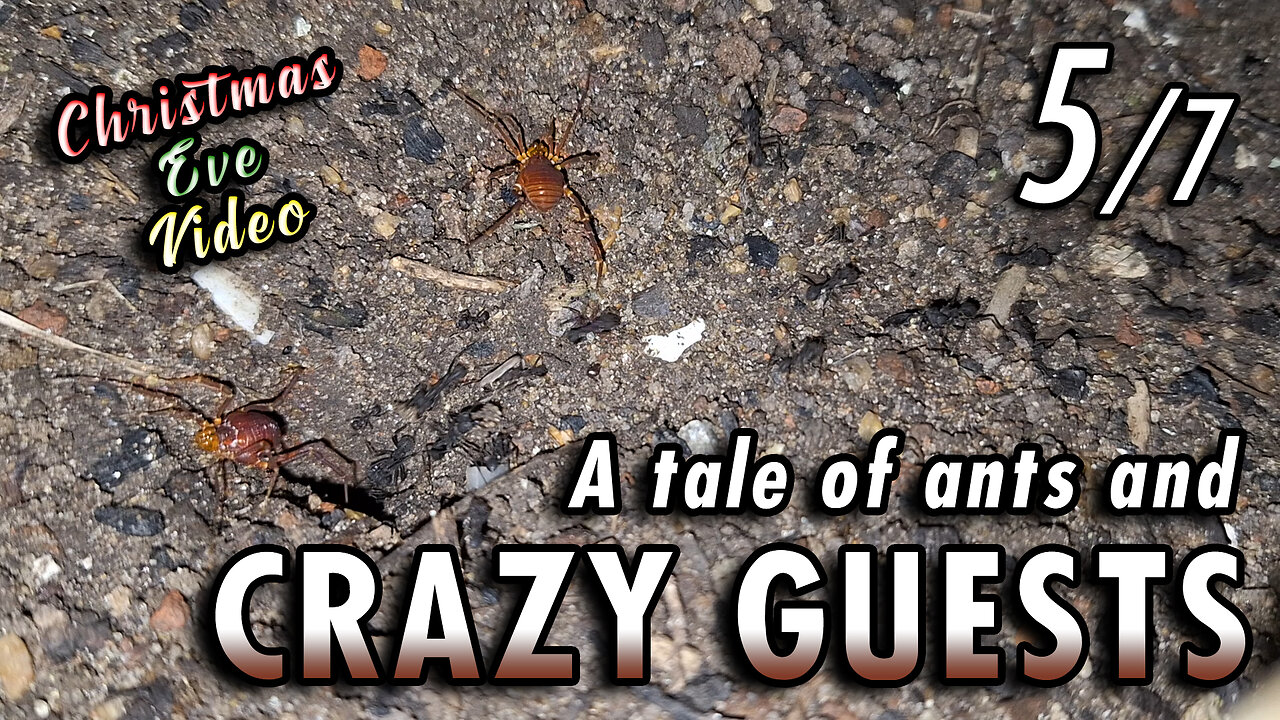 BONUS VIDEO! 🎄🎅🏻 | Ants giving a lesson of coexistence in peace - 5/7