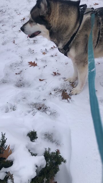 Saturday December 6, Christ Jesus came into the world to save sinners.