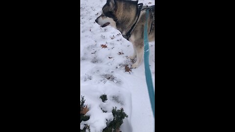 Saturday December 6, Christ Jesus came into the world to save sinners.