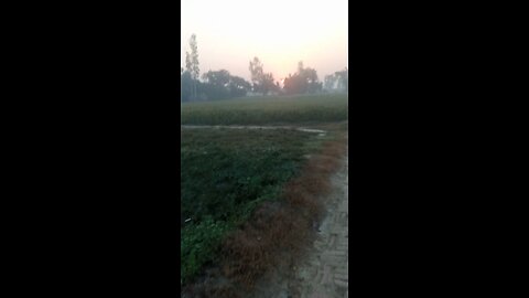 it's natural beauty of village They are amazing😱😓