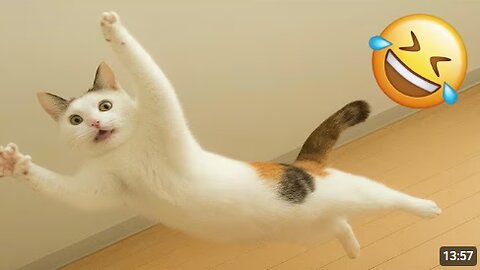 Funny ANIMALS videos 😂 | Funniest Cats and Dogs 2025 🐶😼