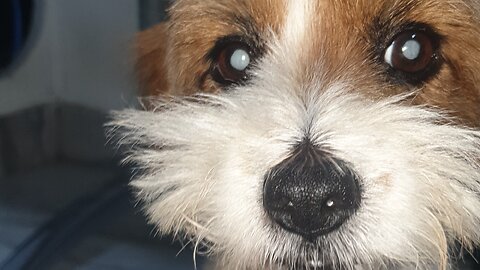 dot pet