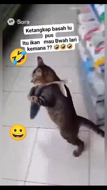 funny videos