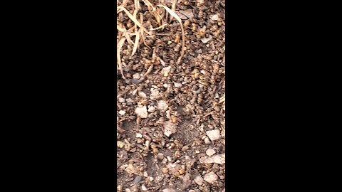 🐝2026 Bees 👍🐝