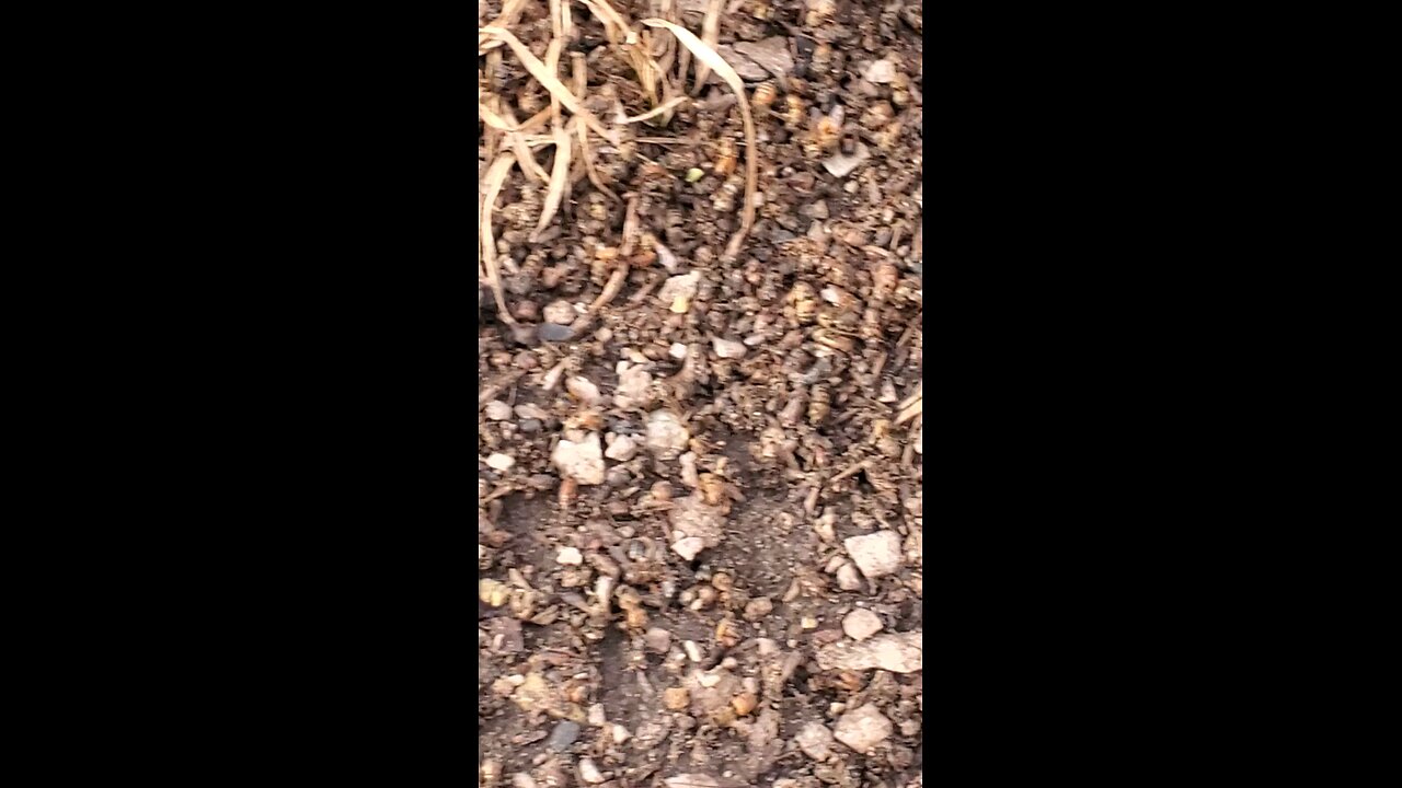 🐝2026 Bees 👍🐝