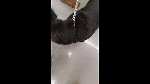 Lucy pup at Wal-Mart