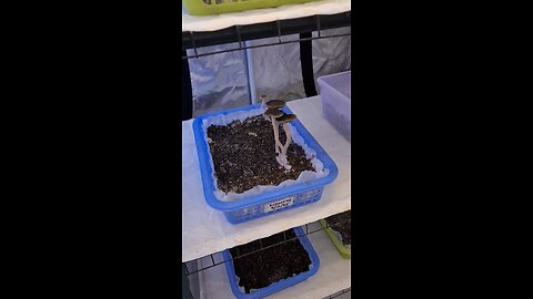 Huge Pan. bisporus from second flush.