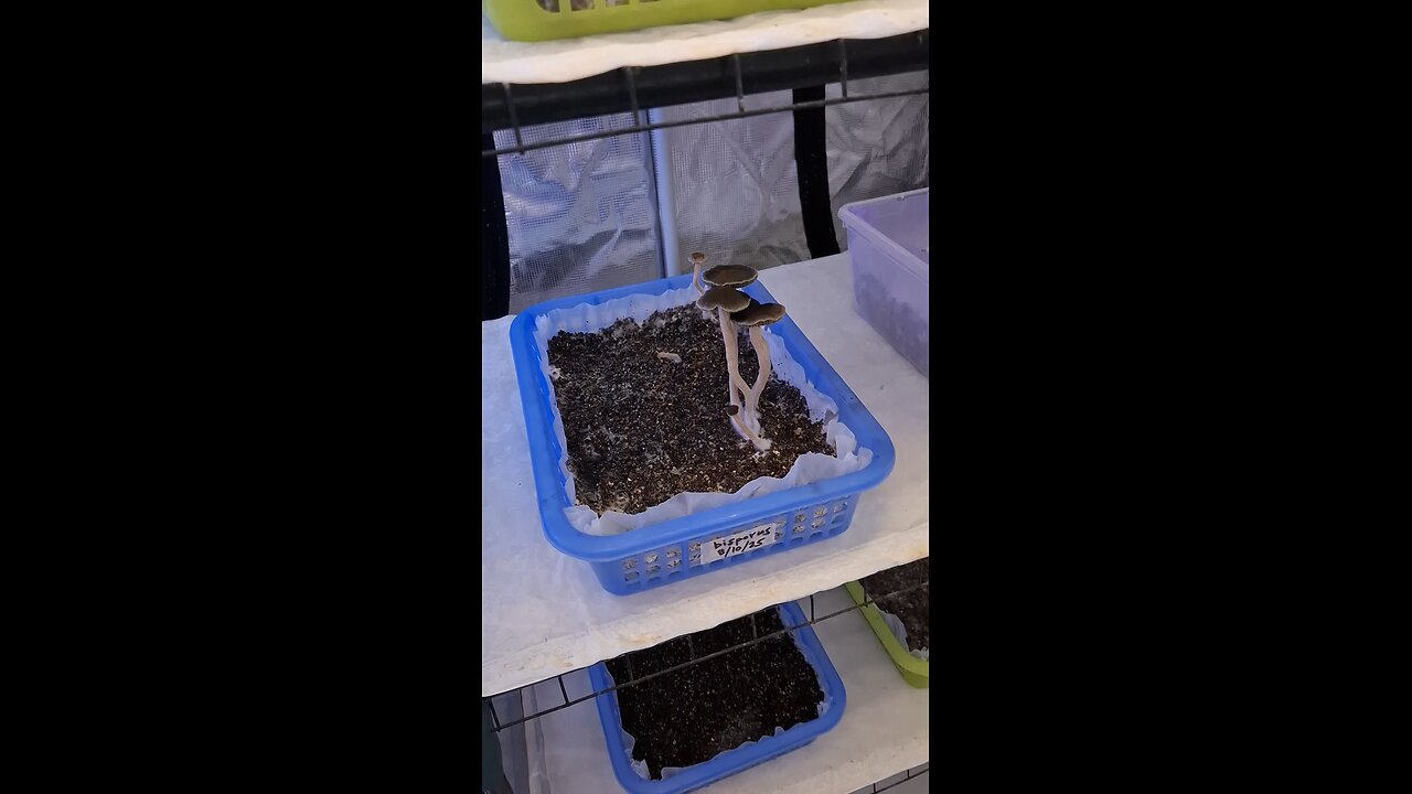 Huge Pan. bisporus from second flush.