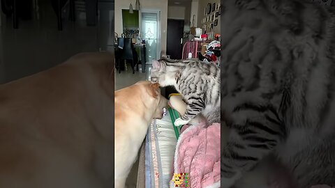 Funny Animals