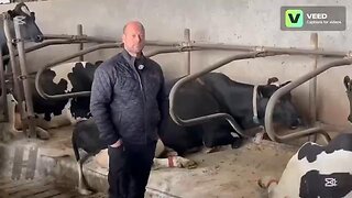 Danish cows very sick and dying after being fed Bovaer (Sudden Cow Collapse)