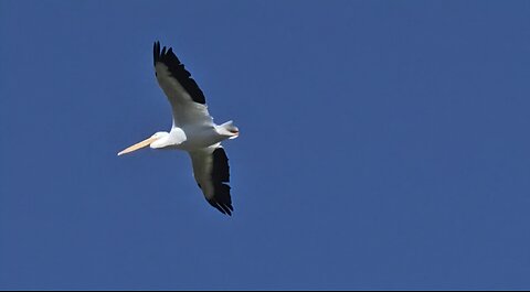 Pelican in flight!