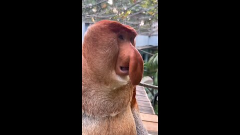 Proboscis Monkey Amazing