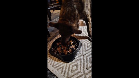 Lily loves fresh ground beef and Pantera