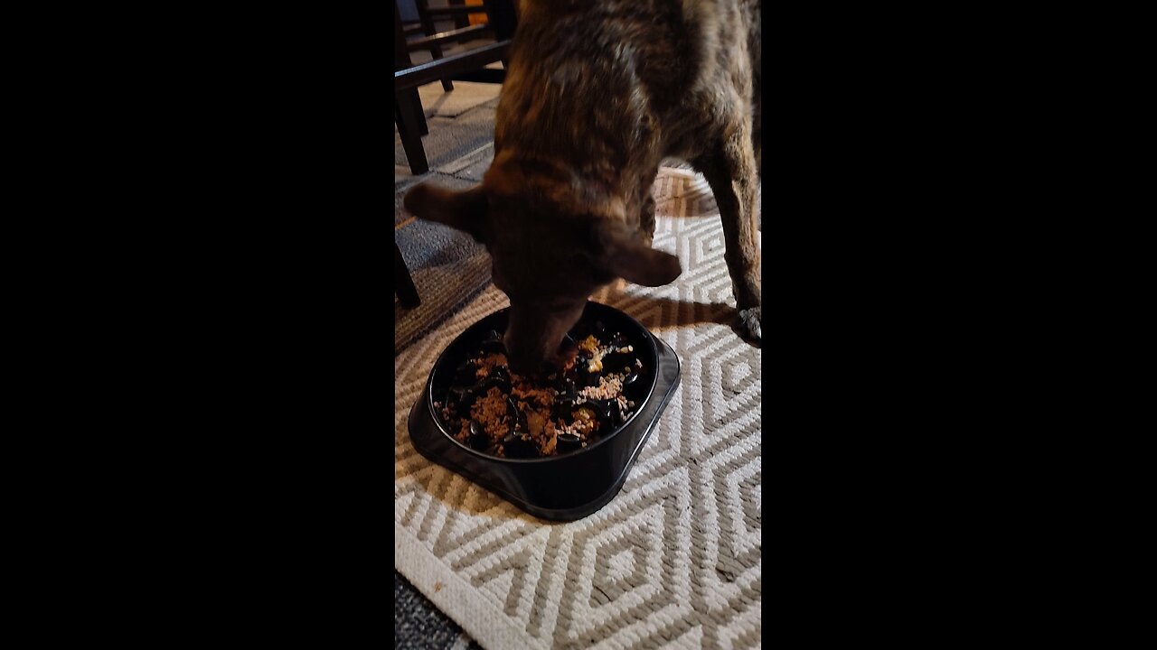 Lily loves fresh ground beef and Pantera