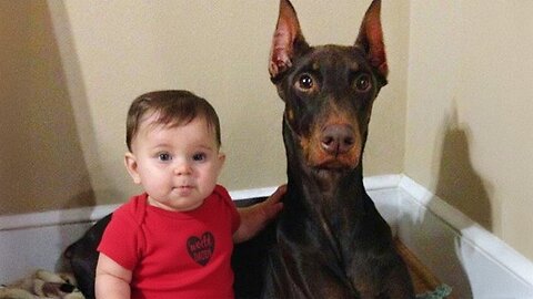 Dobermans Protecting Babies Like Their Little Ones!♥️