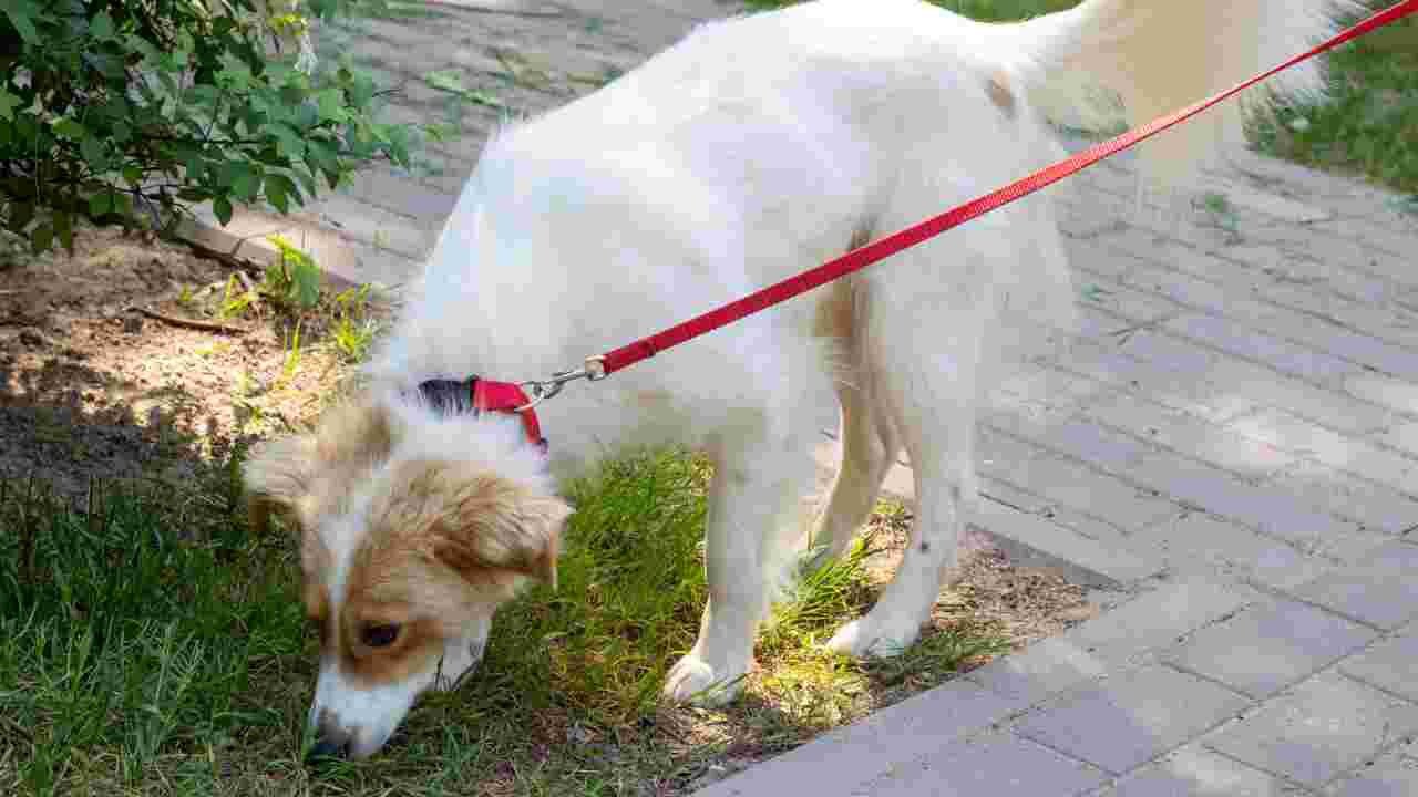 Why Do Dogs Sniff Everything on Walks ?