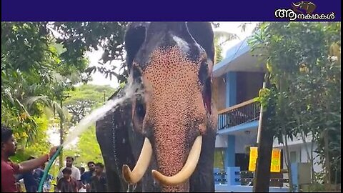 ആനയെ റോഡിലെ വെള്ളകെട്ടിൽ കുളിച്ച പാപ്പാനെതിരെ കേസെടുത്തു വനംവകുപ്പ്_ Venattumattam sreekumar_ Sree 4