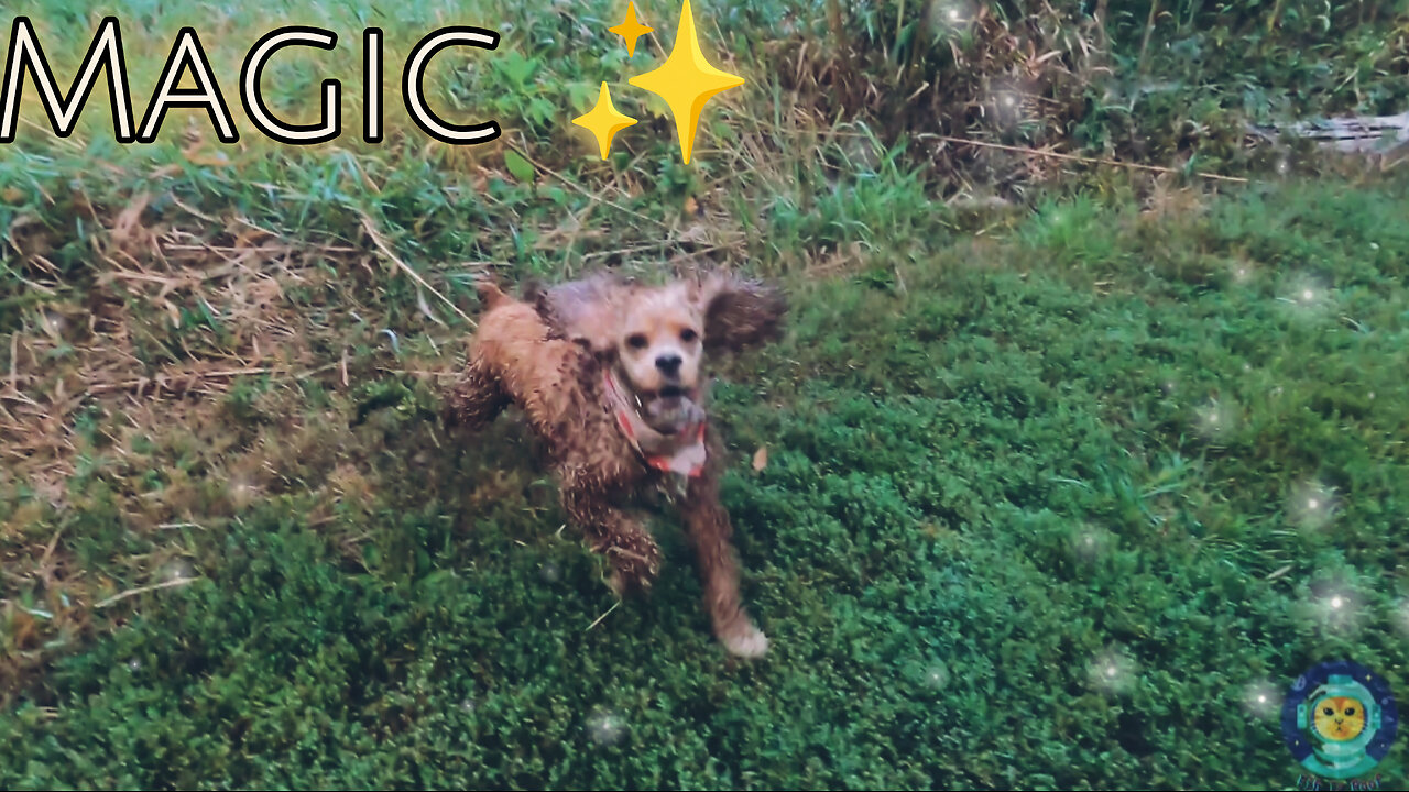 Magic