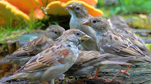 Little Closer with the House Sparrows on the Large Tree Stump