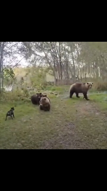 Un perro valiente enfrenta a osos en Rusia