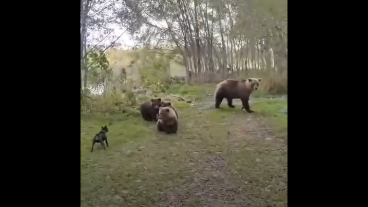 Un perro valiente enfrenta a osos en Rusia