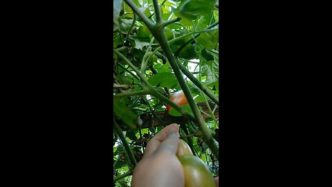 organic tomato harvesting @faizausa