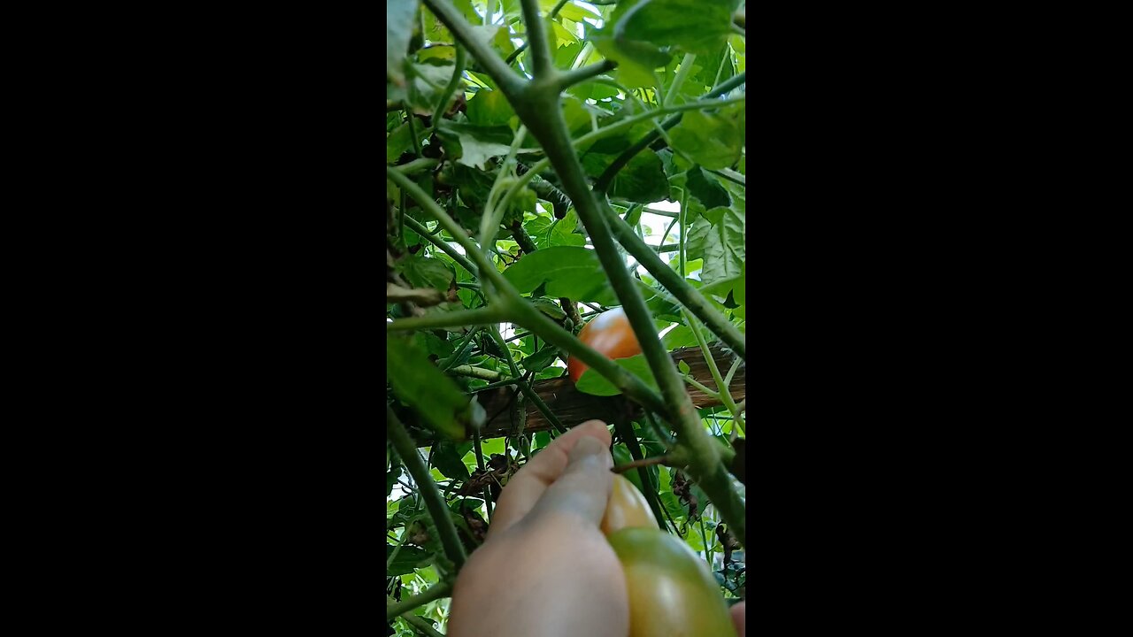 organic tomato harvesting @faizausa
