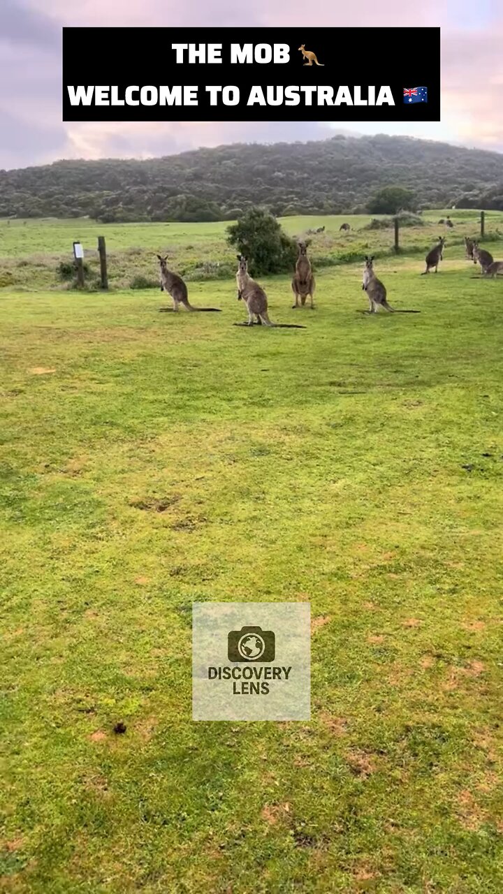 Kangaroo mob