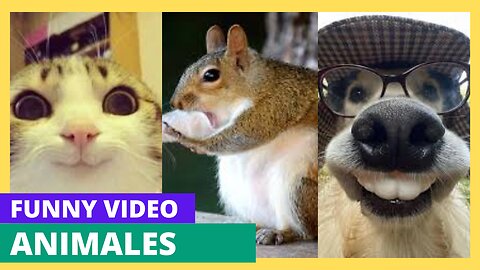 😂 Funniest Animals Compilation | Cute Pets Doing Silly Things