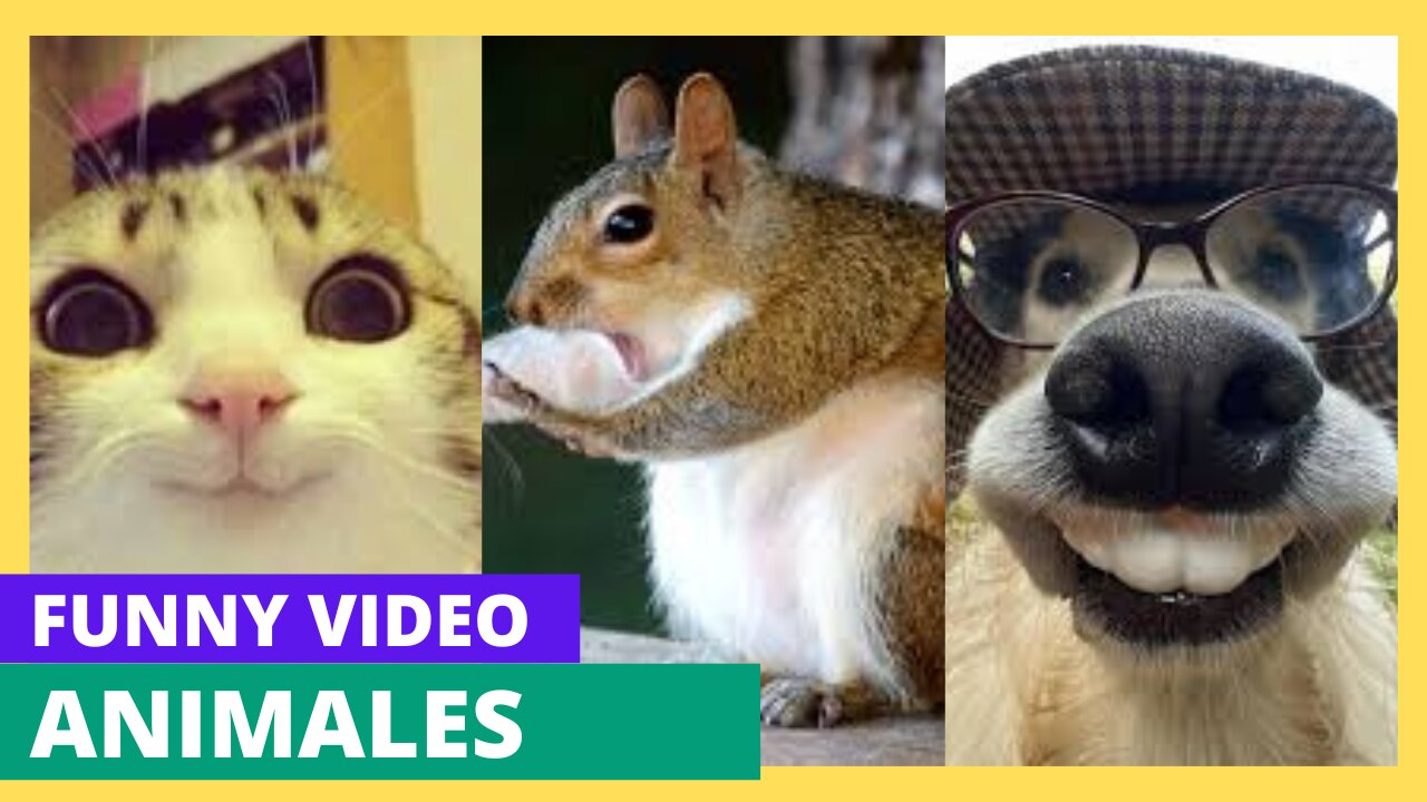 😂 Funniest Animals Compilation | Cute Pets Doing Silly Things