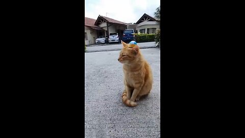 SuperCat is on duty