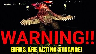 Disturbing Video About Birds That Has Me Very Puzzled