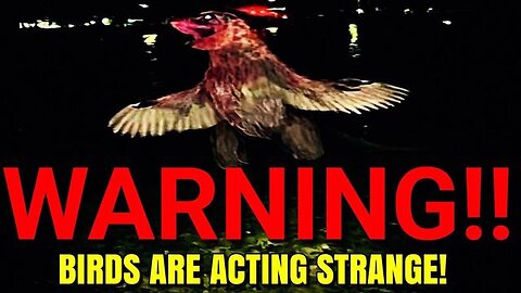Disturbing Video About Birds That Has Me Very Puzzled